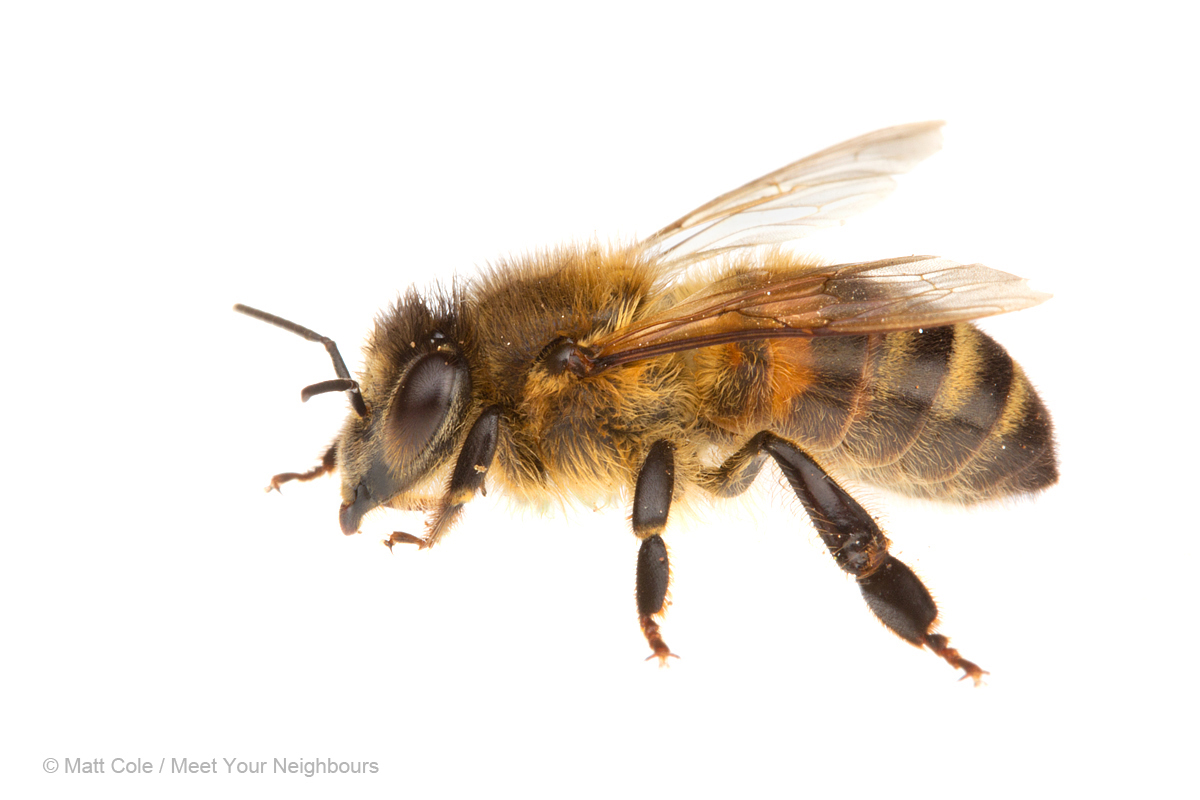 MYN Honey Bee